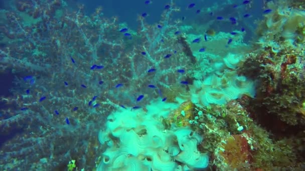 Kleine Vis Een Scheepswrak Truk Lagoon Micronesië — Stockvideo