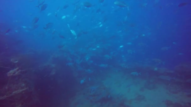 Ikan Berenang Dekat Dengan Sebuah Kecelakaan Truk Lagoon Mikronesia — Stok Video