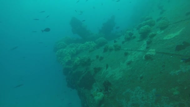 Mackerel Berenang Atas Kapal Karam Laguna Truk Mikronesia — Stok Video