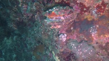 Filipinler, Malapascua 'da bir Dev Dikenli İstiridye (Spondylus Varius)