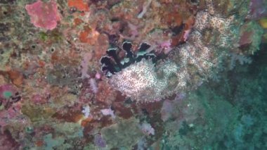 Malapascua, Filipinler 'de bulunan bir Karasu Deniz Salatalığı (Pearsonothuria graeffei)