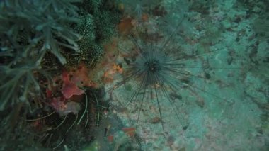 Malapascua, Filipinler 'de uzun omurgalı bir deniz kestanesi (Diadema setosum)
