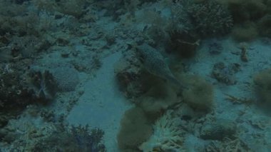 Filipinler, Malapascua 'da beyaz benekli bir kirpi (Arothron hispidus)