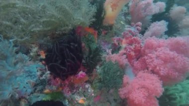 Malapascua, Filipinler 'de yumuşak mercanlar