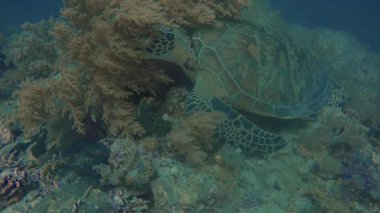 Bir Şahin gagalı Kaplumbağa (Eretmochelys imbricata) Filipinler 'deki deniz yatağında dinleniyor.