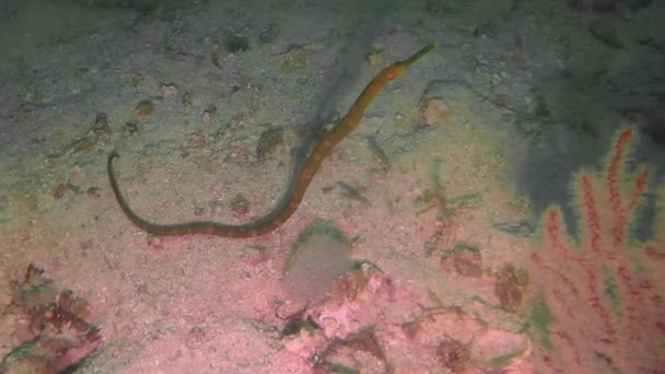 Double Ended Pipefish Trachyrhamphus Bicoarctatus Malapascua Philippines — Stock Video