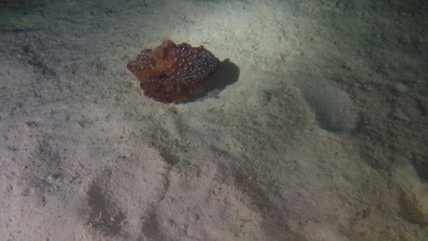 Sterrennacht Octopus Callistoctopus Luteus Malapascua Filipijnen — Stockvideo
