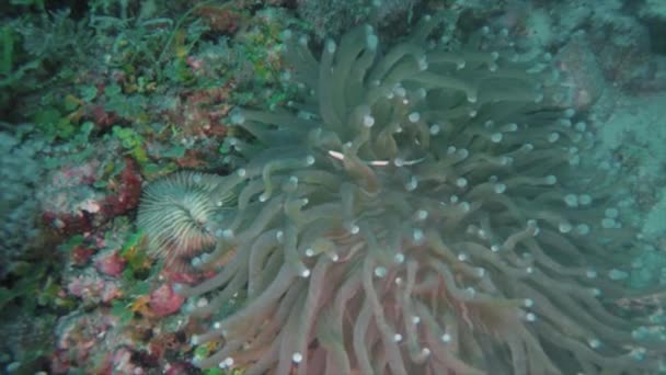 Cogumelo Coral Pipefish Siokunichthys Nigrolineatus Malapascua Filipinas — Vídeo de Stock