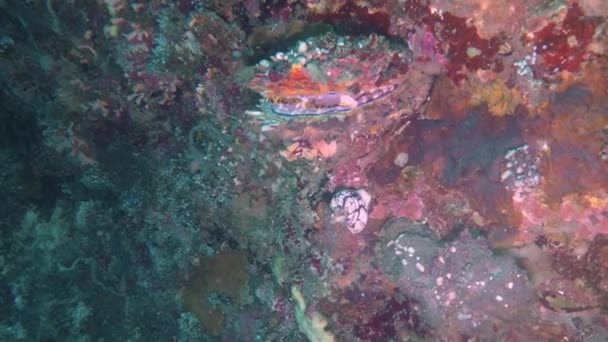 Jätte Thorny Oyster Spondylus Varius Malapascua Filippinerna — Stockvideo