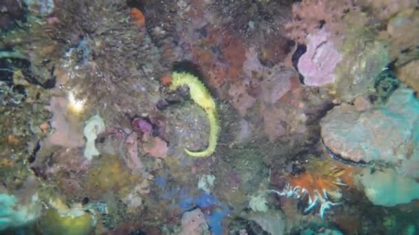 Żółty Konik Morski Hippocampus Kuda Malapascua Filipiny — Wideo stockowe