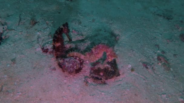 Een Paar Spiny Seahorse Hippocampus Histrix Malapascua Filipijnen — Stockvideo