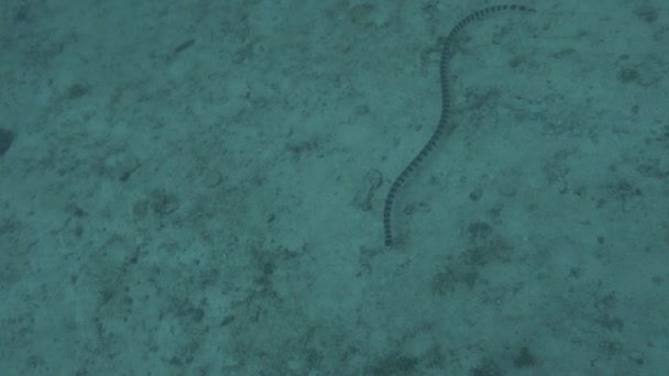 Yellow Lipped Sea Krait Laticauda Colubrina Malapascua Filipinas — Vídeo de Stock