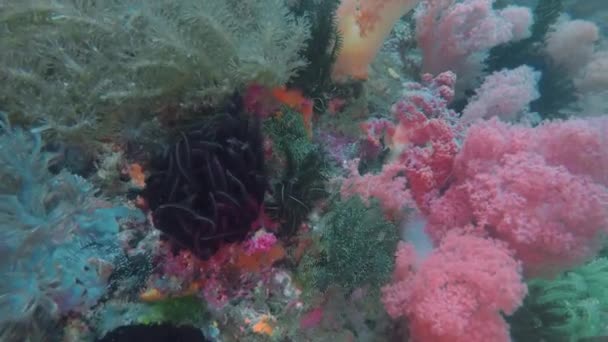 菲律宾Malapascua的软珊瑚 — 图库视频影像