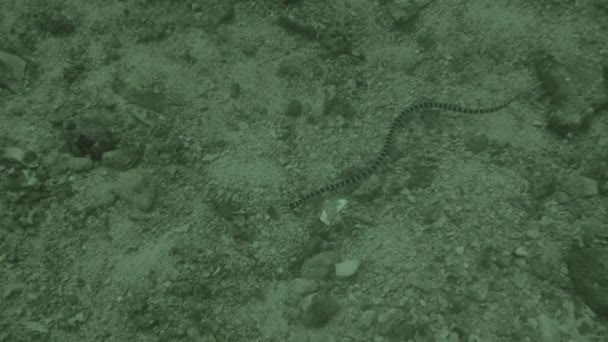 Yellow Lipped Sea Krait Laticauda Colubrina Malapascua Filipijnen — Stockvideo