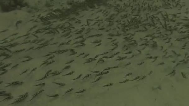 Una Scuola Pesci Gatto Anguilla Striati Plotosus Lineatus Malapascua Filippine — Video Stock