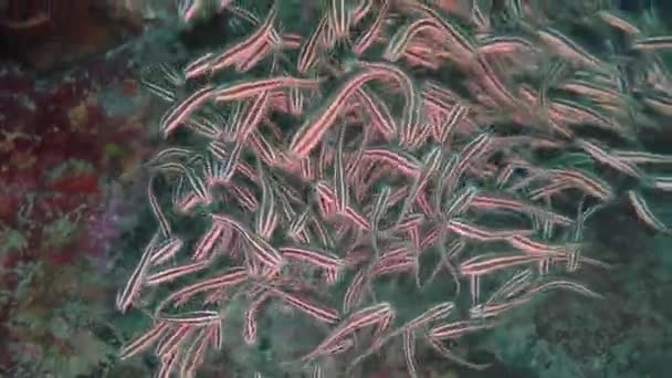 Skola För Tobisfiskar Plotosus Lineatus Malapascua Filippinerna — Stockvideo