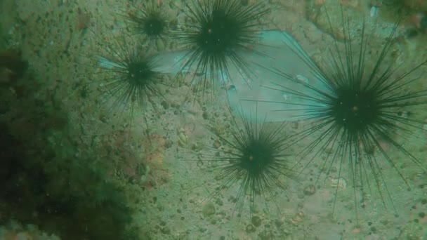 Urchins Marinhos Longa Duração Diadema Setosum Alimentam Peixe Morto Malapascua — Vídeo de Stock