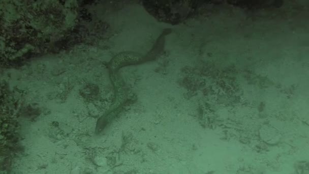 Moray Eel Hunting Food Malapascua Filipijnen — Stockvideo