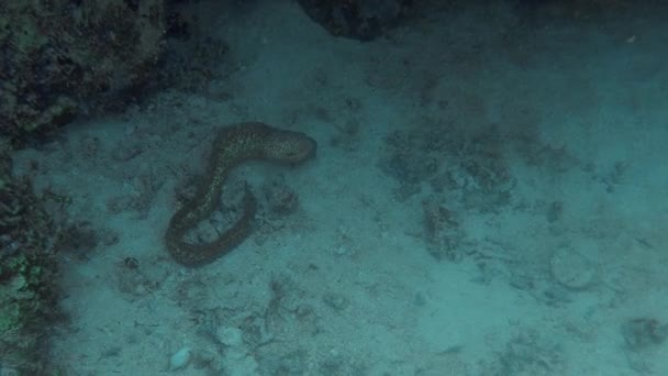 Moray Eel Caça Comida Malapascua Filipinas — Vídeo de Stock