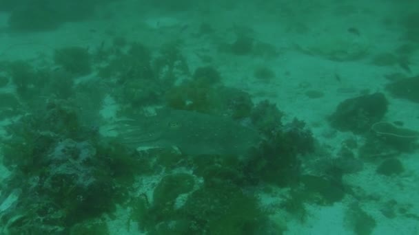 Pharaoh Cuttlefish Sepia Faraonis Malapascua Filipine — Videoclip de stoc