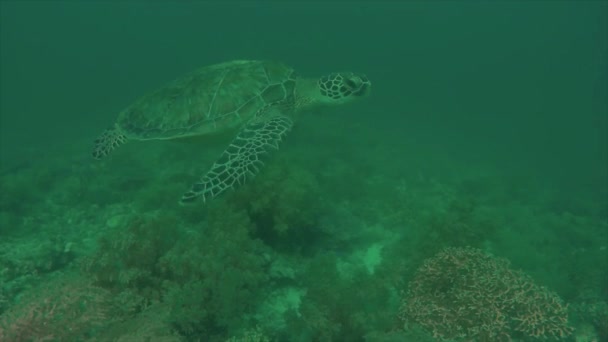 Egy Sólyomteknős Eretmochelys Imbricata Úszott Fülöp Szigeteken — Stock videók