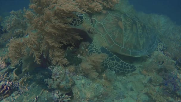 Una Tartaruga Hawksbill Eretmochelys Imbricata Appoggiata Sul Fondo Del Mare — Video Stock