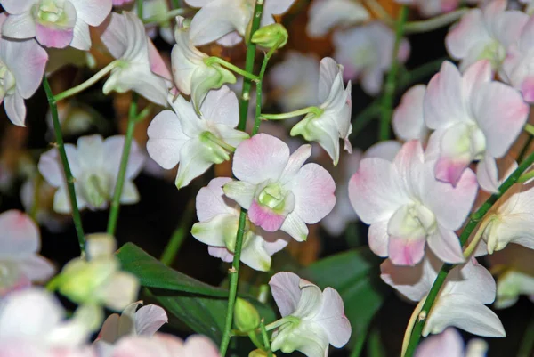 A small number of white orchids