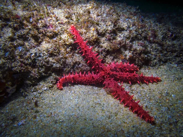Egy Vörös Tengeri Csillag Egy Korallzátonyon Cabo San Lucas Baja — Stock Fotó