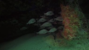 Bir gemi enkazında saklanan bir Snapper okulu Cancun, Meksika yakınlarındaki Isla Mujeres.