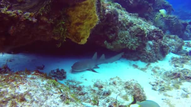 Une Infirmière Requin Ginglymostoma Cirratum Reposant Sur Fond Marin Cozumel — Video