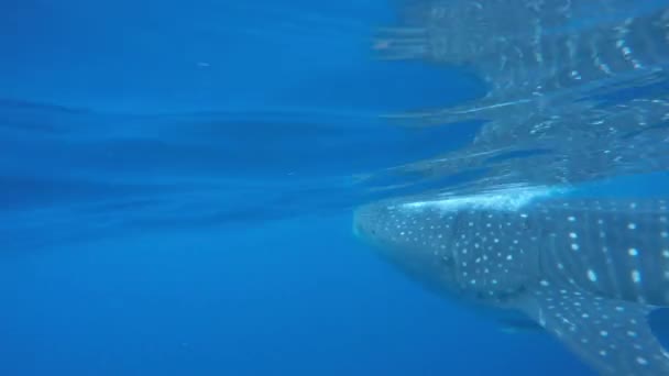 Uno Squalo Balena Rhincodon Typus Che Nutre Plancton Messico — Video Stock
