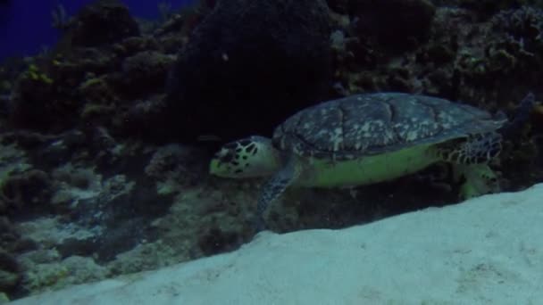 Hawksbill Sea Turtle Eretmochelys Imbricata Cozumel México — Vídeo de Stock