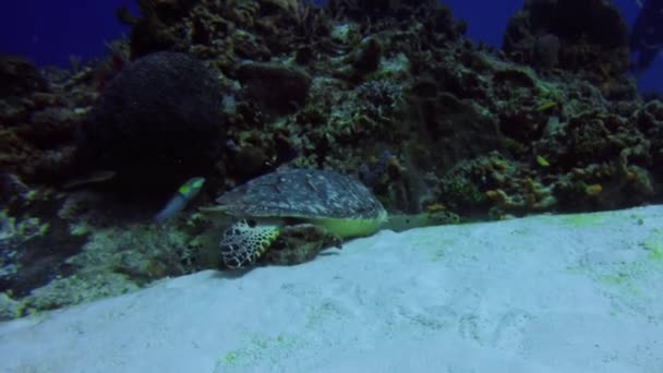 Морська Черепаха Eretmochelys Imbricata Косумелі Мексика — стокове відео