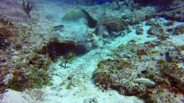 Зелений Морейський Вугор Gymnothorax Funebris Шукає Їжу Скелях Косумель Мексика — стокове відео