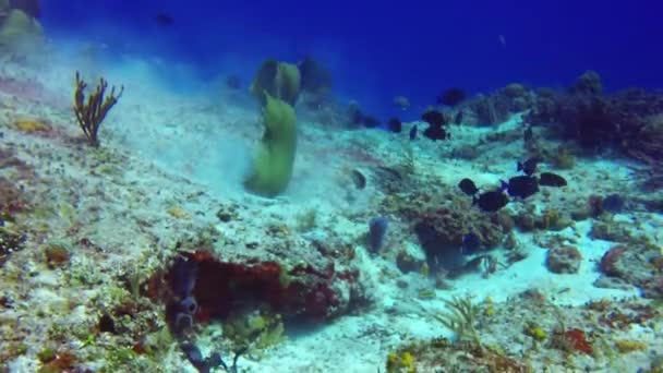 Зелений Морейський Вугор Gymnothorax Funebris Шукає Їжу Скелях Косумель Мексика — стокове відео