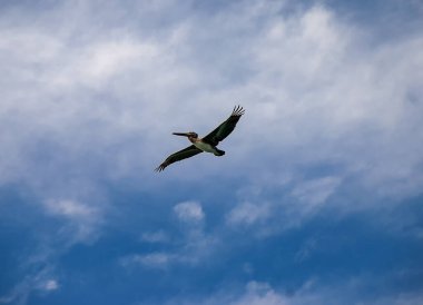 Cabo San Lucas, Baja California, Meksika 'da kahverengi bir pelikan.