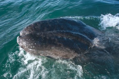 Gri Balinalar (Eschrichtius robustus) kışın Meksika 'nın Pasifik kıyısındaki Baja California' daki Adolfo Lopez Mateos adasında doğarlar.