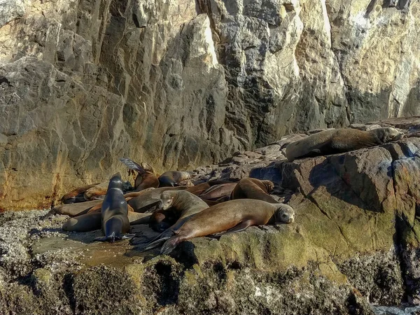 Otaries Prélassant Soleil Lands End Dans Station Balnéaire Cabo San — Photo