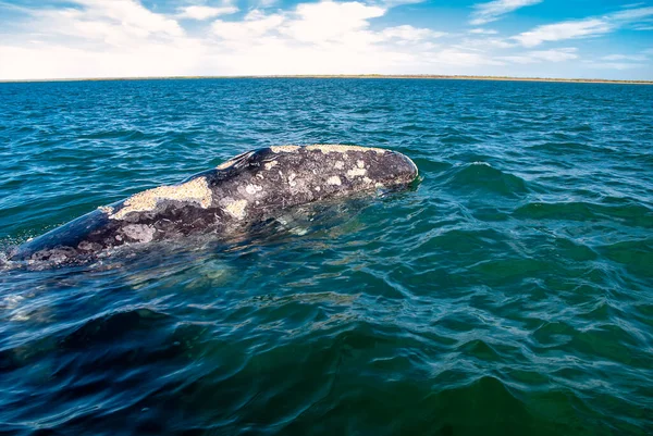 Grey Whales Eschrichtius Robustus Winter Birthing Lagoon Adolfo Lopez Mateos — Stock Photo, Image