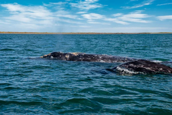 Grey Whales Eschrichtius Robustus Winter Birthing Lagoon Adolfo Lopez Mateos — Stock Photo, Image