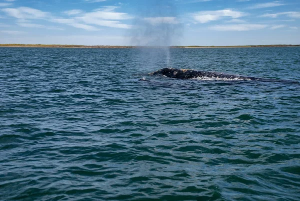 Grey Whales Eschrichtius Robustus Winter Birthing Lagoon Adolfo Lopez Mateos — Stock Photo, Image