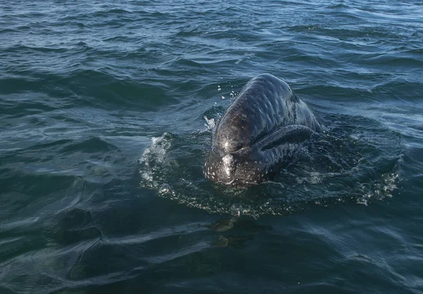 Grey Whales Eschrichtius Robustus Winter Birthing Lagoon Adolfo Lopez Mateos — Stock Photo, Image