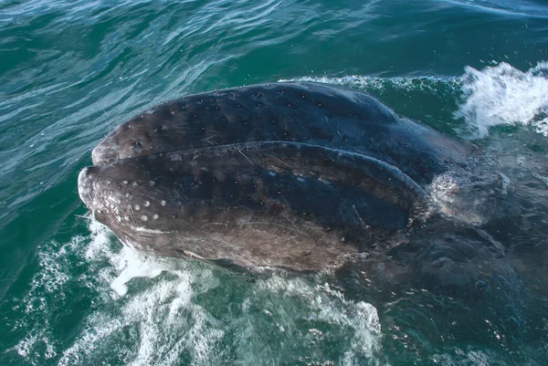 Baleines Grises Eschrichtius Robustus Dans Leur Lagune Natale Hiver Adolfo — Photo