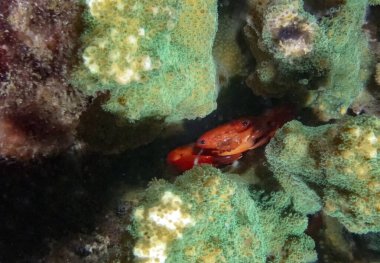 Baja California 'da iki diş koruyucusu yengeci (Trapezia bidentata). Meksika