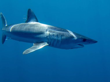 Baja California, Meksika 'da Mako Shark (Isurus oxyrinchus)