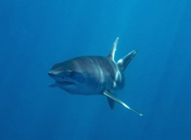 Baja California, Meksika 'da Mako Shark (Isurus oxyrinchus)