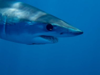 Baja California, Meksika 'da Mako Shark (Isurus oxyrinchus)