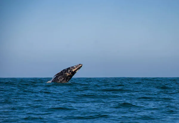 Γκρίζες Φάλαινες Eschrichtius Robustus Στη Χειμερινή Λιμνοθάλασσα Γέννησης Στο Adolfo — Φωτογραφία Αρχείου