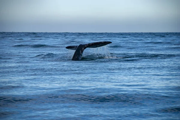 Grey Whales Eschrichtius Robustus Winter Birthing Lagoon Adolfo Lopez Mateos — Stock Photo, Image