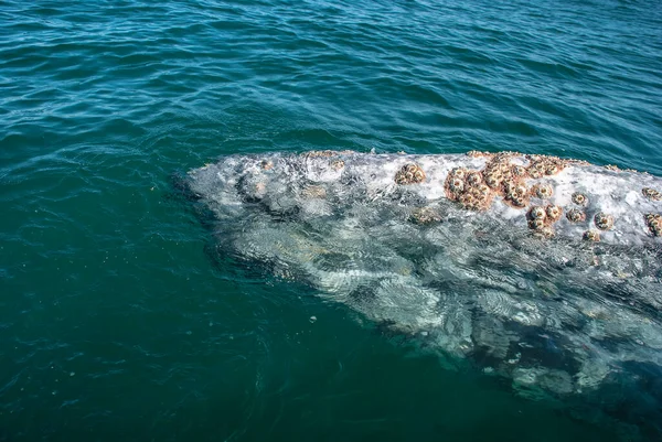 Grey Whales Eschrichtius Robustus Winter Birthing Lagoon Adolfo Lopez Mateos — Stock Photo, Image